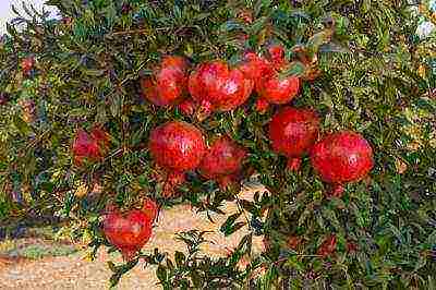 the best varieties of pomegranate