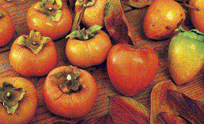 the best varieties of persimmon