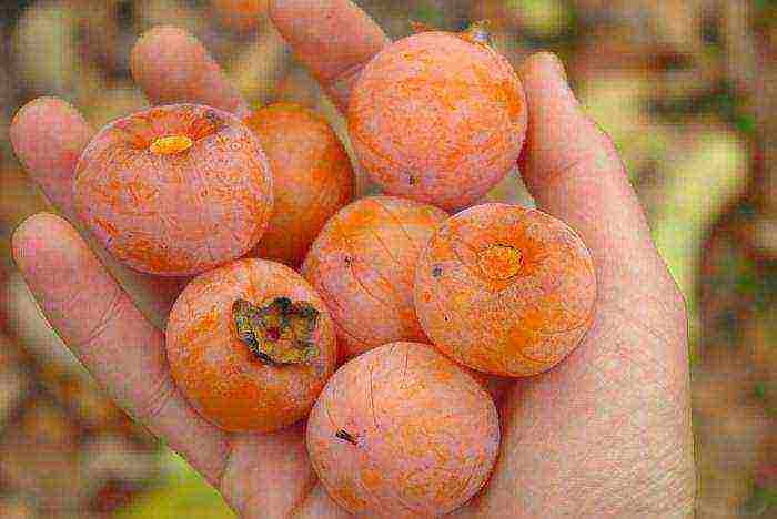 the best varieties of persimmon