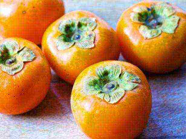 the best varieties of persimmon