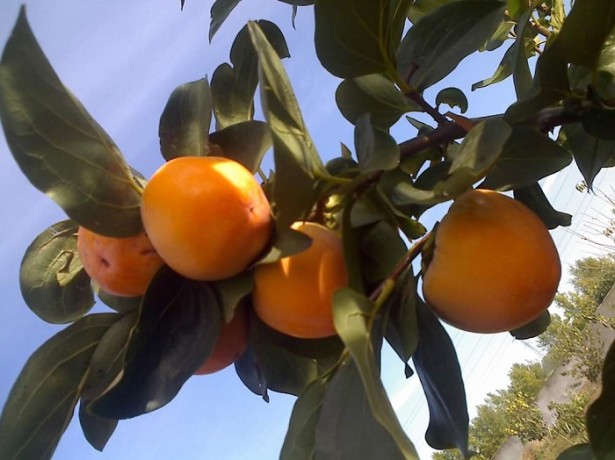 the best varieties of persimmon