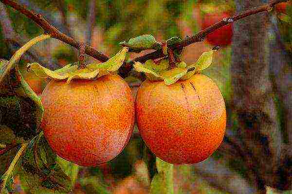 the best varieties of persimmon