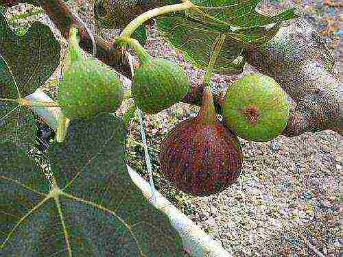 the best varieties of figs