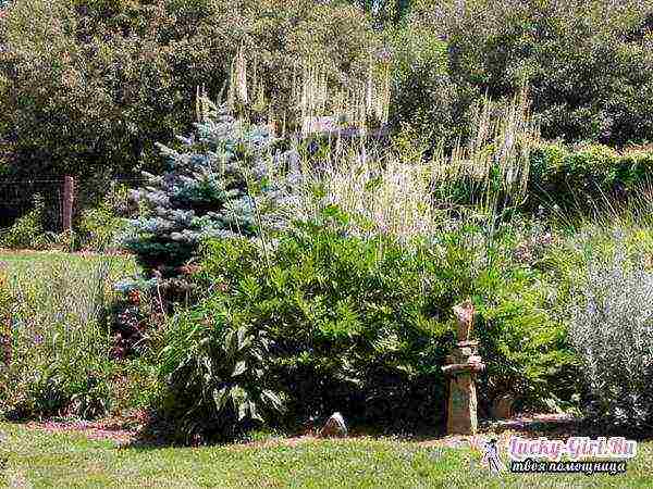 the best varieties of black cohosh