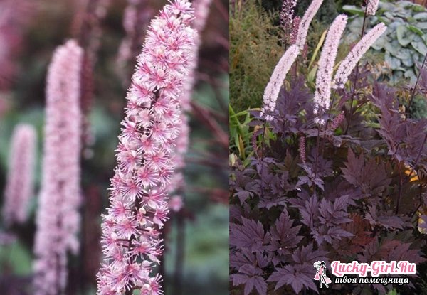 the best varieties of black cohosh