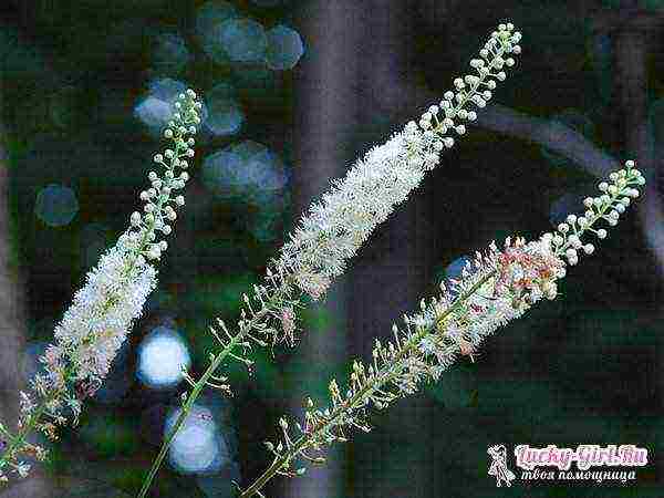 the best varieties of black cohosh