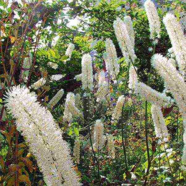 the best varieties of black cohosh