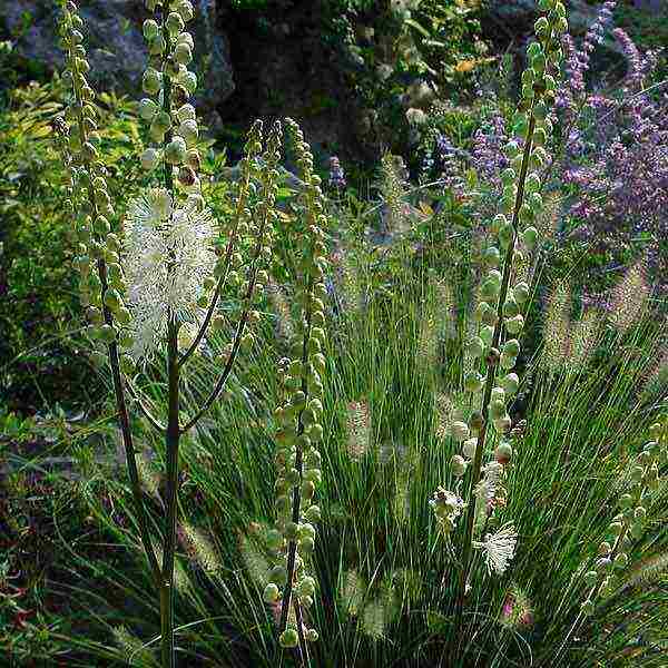 the best varieties of black cohosh