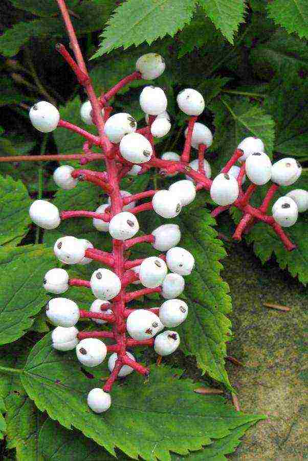 the best varieties of black cohosh