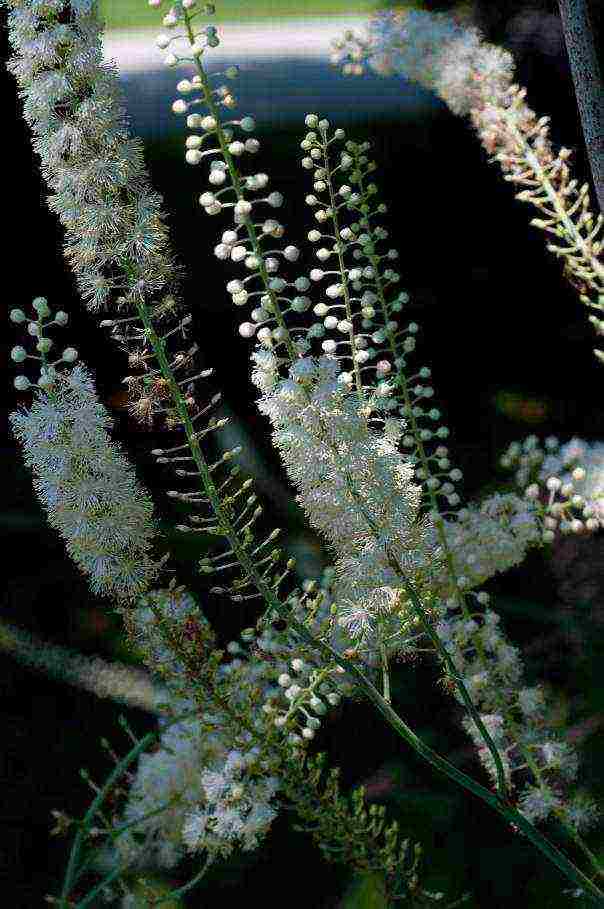 the best varieties of black cohosh