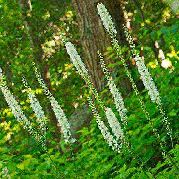 the best varieties of black cohosh