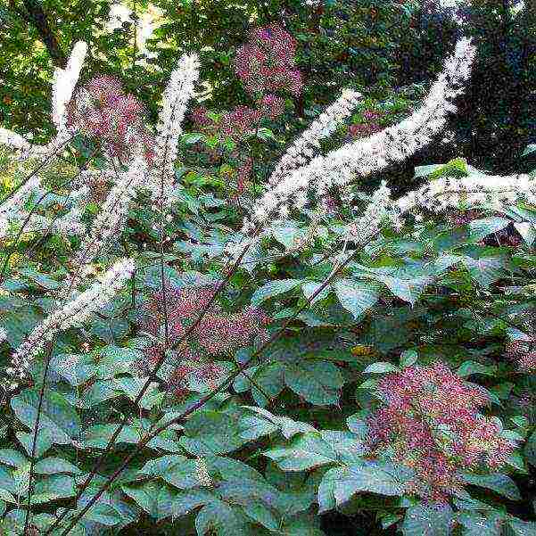 the best varieties of black cohosh