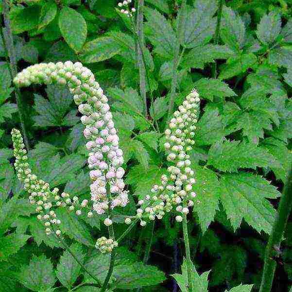 the best varieties of black cohosh