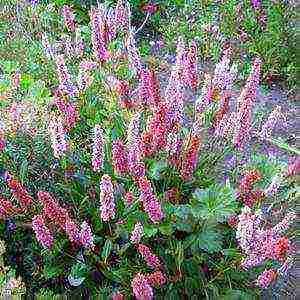 the best varieties of black cohosh