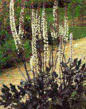 the best varieties of black cohosh