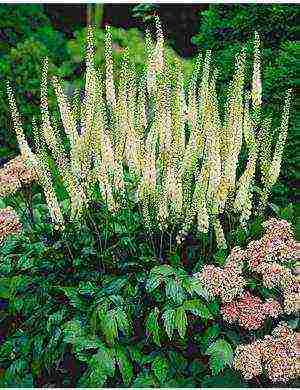 the best varieties of black cohosh