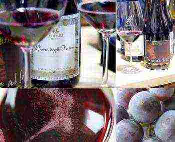 the best varieties of Lambrusco