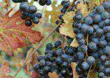 the best varieties of Lambrusco