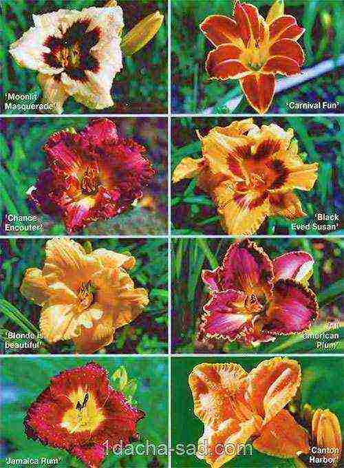 พันธุ์ที่ดีที่สุดของ daylily