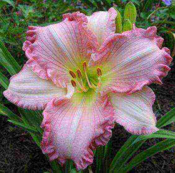 พันธุ์ที่ดีที่สุดของ daylily