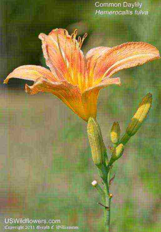 พันธุ์ที่ดีที่สุดของ daylily