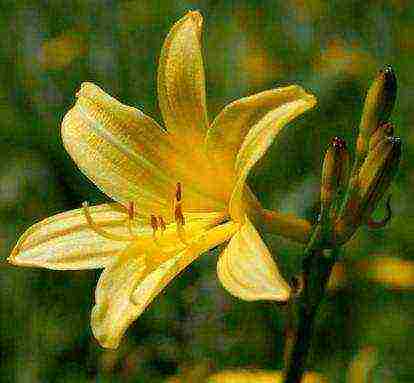 พันธุ์ที่ดีที่สุดของ daylily