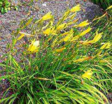 พันธุ์ที่ดีที่สุดของ daylily