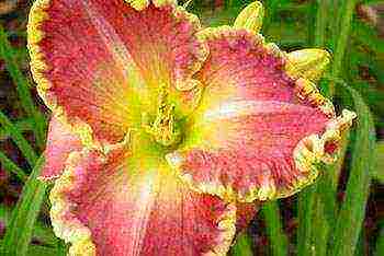 the best varieties of daylily