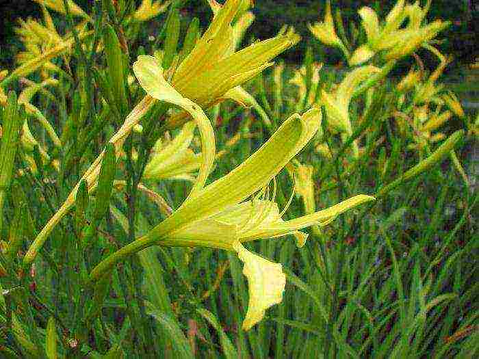 พันธุ์ที่ดีที่สุดของ daylily