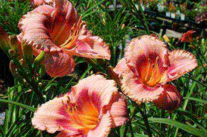 the best varieties of daylily