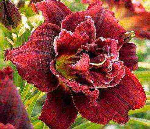 the best varieties of daylily