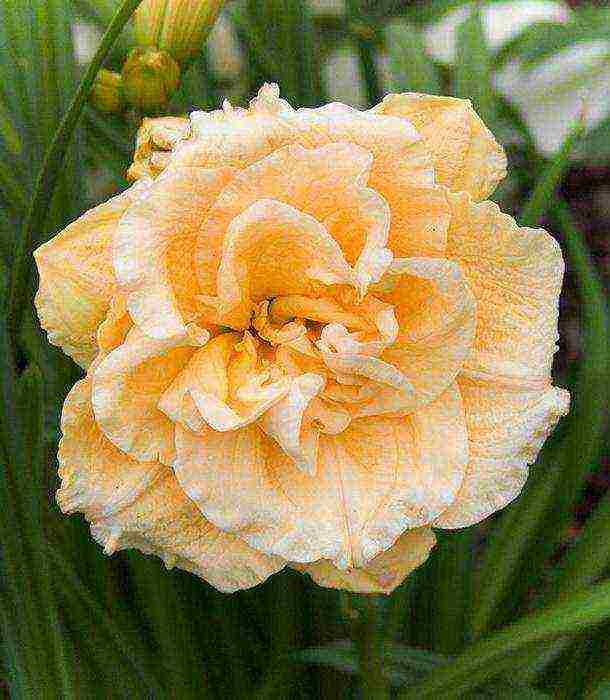 พันธุ์ที่ดีที่สุดของ daylily