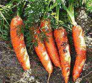 the best varieties of carrots