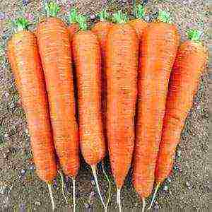 the best varieties of carrots