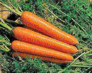 the best varieties of carrots