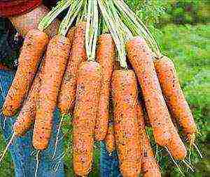 the best varieties of carrots