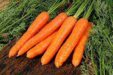 the best varieties of carrots