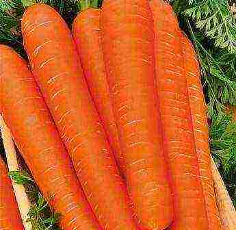 the best varieties of carrots