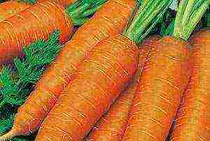 the best varieties of carrots