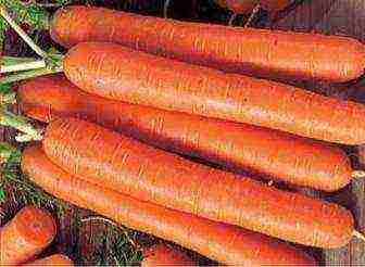 the best varieties of carrots