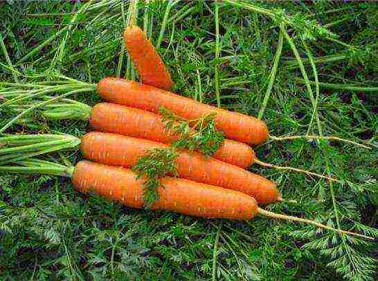 the best varieties of carrots