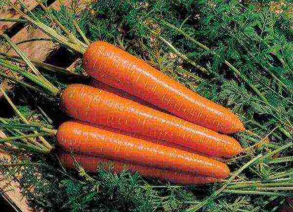 the best varieties of carrots