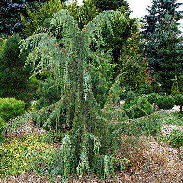 the best varieties of juniper