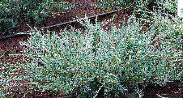 the best varieties of juniper