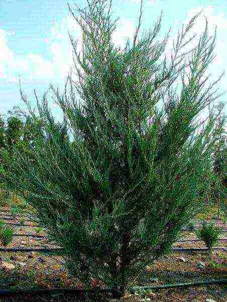 the best varieties of juniper