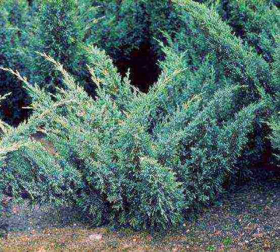 the best varieties of juniper