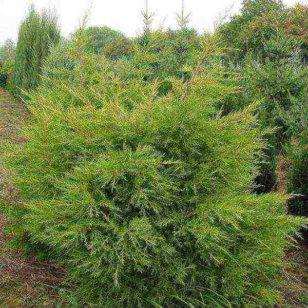 the best varieties of juniper