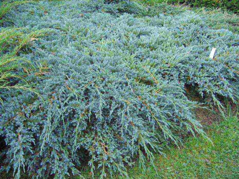 the best varieties of juniper