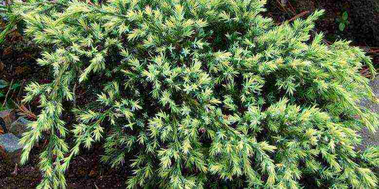 the best varieties of juniper