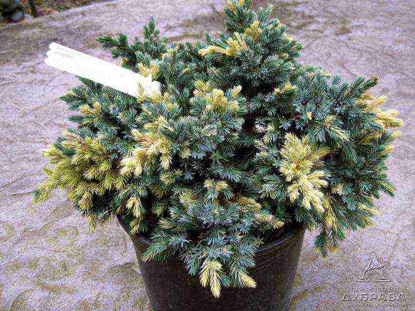 the best varieties of juniper